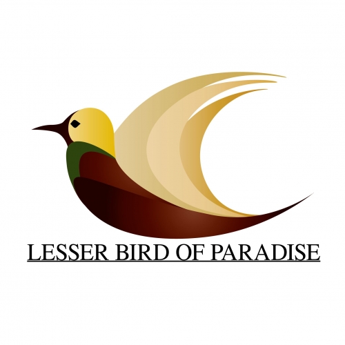 Lesser Bird of Paradise